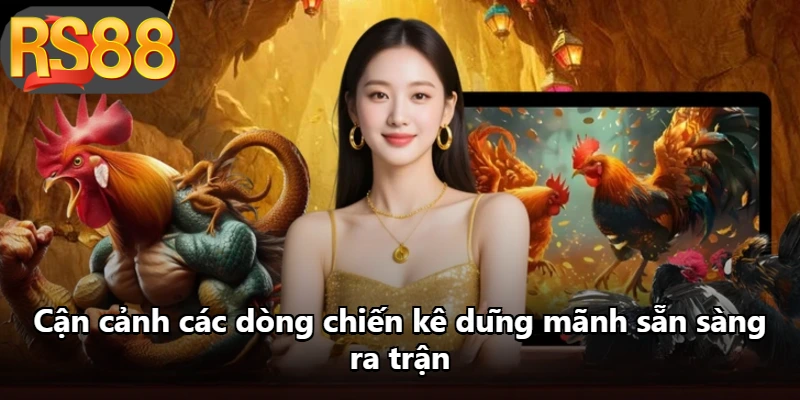 Cận cảnh các dòng chiến kê dũng mãnh sẵn sàng ra trận Cận cảnh các dòng chiến kê dũng mãnh sẵn sàng ra trận