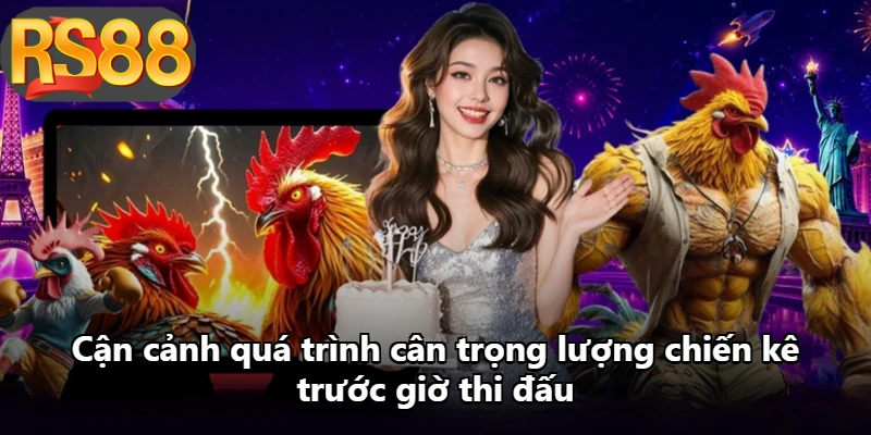 Cận cảnh quá trình cân trọng lượng chiến kê trước giờ thi đấu