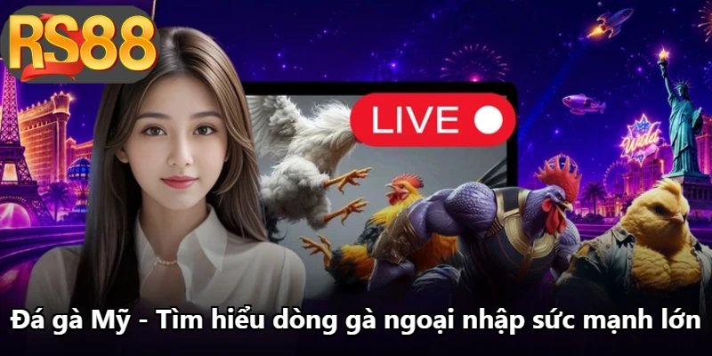 Đá Gà Mỹ - Tìm Hiểu Dòng Gà Ngoại Nhập Sức Mạnh Lớn