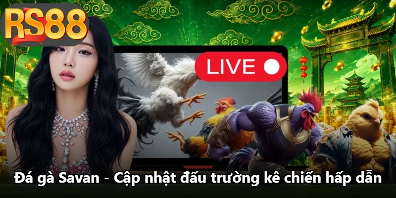 Đá Gà Savan - Cập Nhật Đấu Trường Kê Chiến Hấp Dẫn