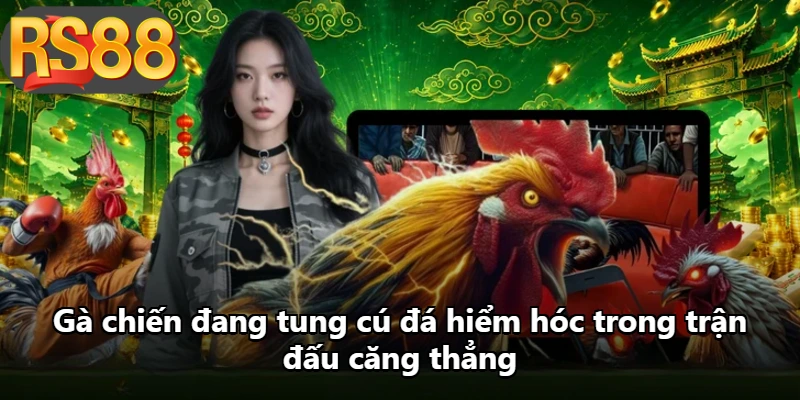 Gà chiến đang tung cú đá hiểm hóc trong trận đấu căng thẳng