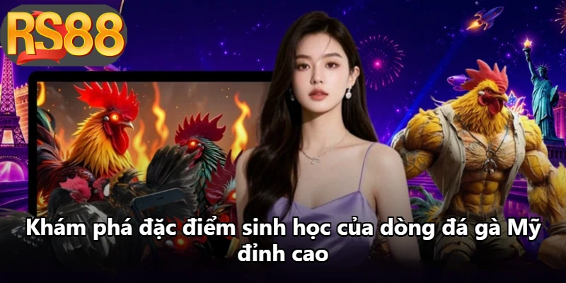 Khám phá đặc điểm sinh học của dòng đá gà Mỹ đỉnh cao Khám phá đặc điểm sinh học của dòng đá gà Mỹ đỉnh cao