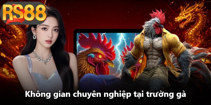 Không gian chuyên nghiệp tại trường gà Không gian chuyên nghiệp tại trường gà