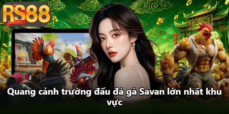 Quang cảnh trường đấu đá gà Savan lớn nhất khu vực