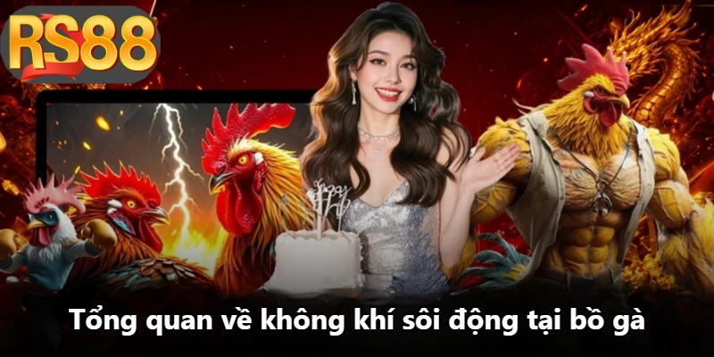 Tổng quan về không khí sôi động tại bồ gà Tổng quan về không khí sôi động tại bồ gà